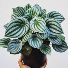 Dari sekian banyak jenis tanaman hias, tanaman hias daun memiliki varian terbaik dalam urusan mempercantik rumah. Tanaman Hias Peperomia Water Melon Menjual Berbagai Jenis Tanaman Dan Media Tanam Shopee Indonesia