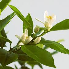 We did not find results for: Plantas De Interior Para Perfumar Tu Hogar