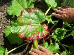 See more ideas about rhubarb, rhubarb recipes, rhubarb desserts. Pests And Diseases Of Rhubarb Gardenfocused Co Uk
