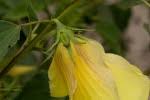Image result for Hibiscus dongolensis