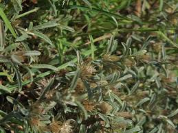 Image result for Dicoma