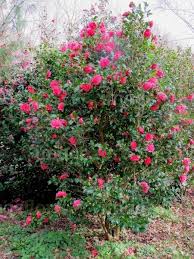 Camellia Williamsii Anticipation 4m Evergreen Shrubs Shrubs Garden Design