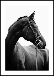 Diedre wilkin, il suo proprietario, dichiara che chief è il cavallo più dolce del mondo e che farebbe qualsiasi cosa per lui. Profilo Cavallo Poster Poster Animali Posterstore It