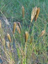 Image result for Chloris virgata