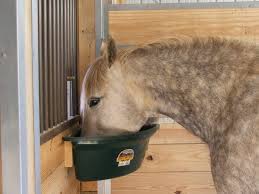 Feeding The Picky Pre Ppid Horse The Horse