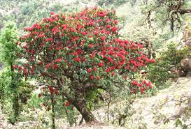 Board to issue licences for export, import, manufacture, etc. Fruits Flowers Archives Uttarakhandi