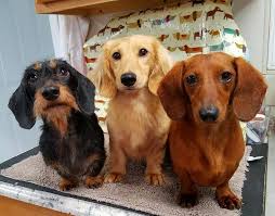 Check spelling or type a new query. Dachshund Puppies For Sale In Southern Illinois The Y Guide