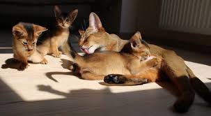 This is an ideal place for you to buy a suitable abyssinian cat. Emmanuelle Abyssinian Cattery