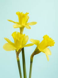 Km, wales is a country located in the southwestern region of the united kingdom. The Symbolic Blooms Of Britain Secrets Of Our National Flowers Funny How Flowers Do That