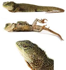 Image result for Dolichos pseudocajanus