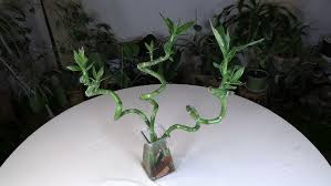 Image result for Dracaena sanderiana