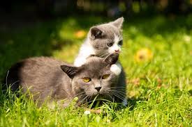 The absolute minimum is 8 weeks but ideally a kitten should stay with its mom until he's at least 12 weeks. When Do Mother Cats Leave Their Kittens