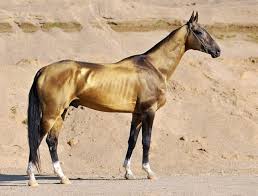 It comes in approximately 300 different breeds and 60 million horses in the world today that is used as working animals mostly in the field and transport heavy loads, however today we have only przewalski's horse remains as a wild horse species and can be. Akhal Teke Horses Are Most Beautiful In The World Simplemost