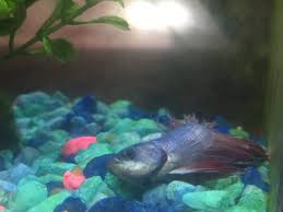 My Betta Won T Eat Or Move But He S Breathing My Aquarium Club