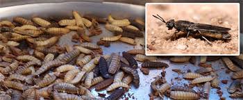 Budidaya maggot dapat dilakukan dengan menggunakan media yang mengandung bahan organik dan berbasis limbah ataupun hasil samping kegiatan agroindustri. Maggot Alternatif Bahan Pakan Untuk Ransum Unggas