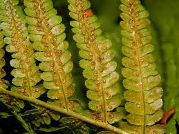 Image result for Dryopteris