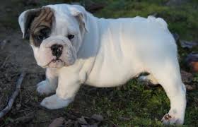 Are you trying to determine how much a puppy with breeding rights and papers would cost? English Bulldog Puppies Now Ready To Go For Sale In Jacksonville Florida Classified Americanlisted Com