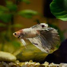 Shop menards for a great selection of electric water heaters of all sizes to meet your needs. Best Heaters For A 5 Gallon Freshwater Aquarium Fish Tank Reviews Pethelpful