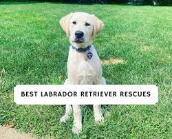 Look through the full list to find the. 6 Best Labrador Retriever Rescues 2021 We Love Doodles