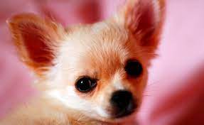 How Long Do Chihuahuas Live Zoolity