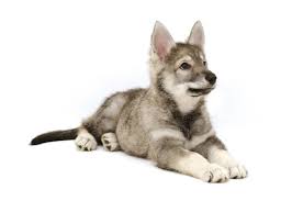 13 Wolf Dog Breeds Siberian Husky Northern Inuit Dog And More