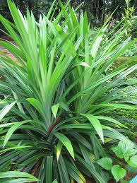 If you have never seen it before, here. Pandan Leaves As A Thai Food Ingredient