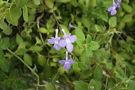 Image result for Streptocarpus hirticapsa