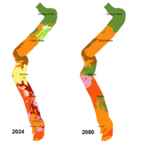 Image result for Baissea wulfhorstii