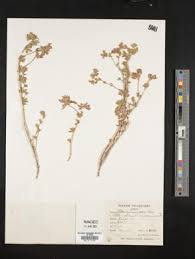 Image result for Lotus becquetii