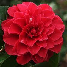 Planted it autumn 2006 but the buds fell off, so i had to wait a year! Camellia Japonica Tom Knudsen Garden Ruminations