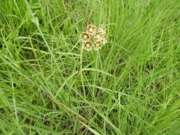 Image result for Glossostelma carsonii