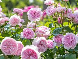 The best rose review of rose 'olivia rose austin' by the right roses. Acorn Nursery Olivia Rose Austin Roses Are An Facebook