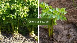 Lovage is best kept in the fridge. Differences Between Lovage Celery Perfect Substitutes Homegrown Herb Garden