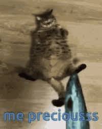 25 best cat memes clean funny memes grumpy cat memes. Funny Fat Cat Memes Gifs Tenor