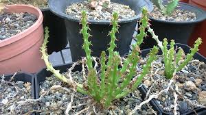 Image result for Euphorbia fanshawei