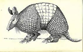 Drawings Armadillo Art Art Armadillo