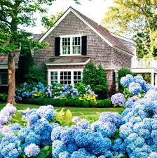Image result for Hydrangea