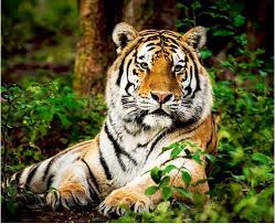 Siberian tigers are muscular, packed with large heads and powerful forelimbs. Mp State With Highest Number Of Tigers Home To 526 Big Cats Report Business Standard News