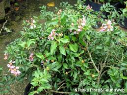 Image result for Malpighia