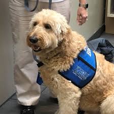 Dog allowed in court to comfort little girl as she testifies about  surviving rape