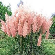 200 Ornamental Pink Pampas Grass Cortaderia Selloana Seeds Etsy Pink Pampas Grass Plants Cortaderia Selloana