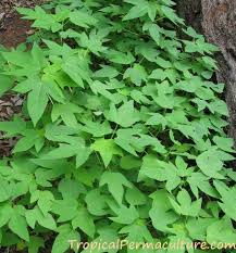 You can, however, grow in a huge pot, and. How To Grow Papaya Growing Papaya From Seeds