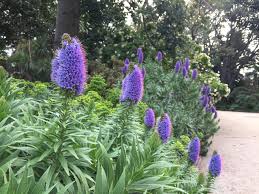 Image result for Echium