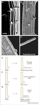 We did not find results for: Root Hair Formation And Tip Growth The Arabidopsis Root Epidermis Download Scientific Diagram