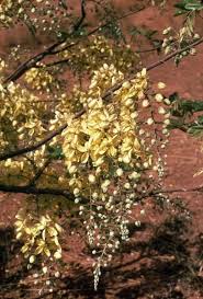 Image result for Cassia sieberiana