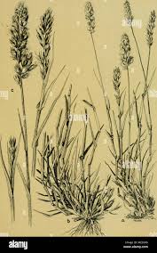 Image result for Schmidtia pappophoroides