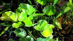 Hidup dipinggir rawa dan pantai, batagnya melilit atau merambat pada pohon disekitarnya, daunnya oval/bulat telur serta meruncing pada bagian ujung. Daun Tapak Sulaiman By Good To Talk