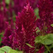 Sunday Purple Celosia Purple Plants Flowers