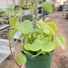 Image result for Cissus