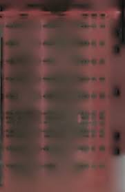 general cross marriage index female to male